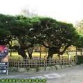 (027)日本四國香川縣-栗林公園之松樹