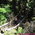 (328)卡布蘭諾吊橋公園-林間木棧道