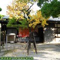 (031)日本四國香川縣-栗林公園之讚歧民藝館前銀杏