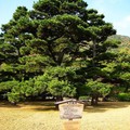 (035)日本四國香川縣-栗林公園之名人手植松