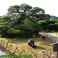 (036)日本四國香川縣-栗林公園之鶴龜松