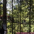 (349)卡布蘭諾吊橋公園-樹梢探險