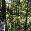 (350)卡布蘭諾吊橋公園-樹梢探險