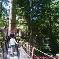 (352)卡布蘭諾吊橋公園-樹梢探險