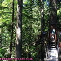 (353)卡布蘭諾吊橋公園-樹梢探險