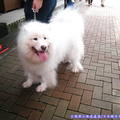 (104)舊輕井澤銀座商店街-薩摩耶犬