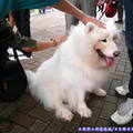 (106)舊輕井澤銀座商店街-薩摩耶犬