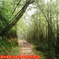 (008)大凍山國家森林步道-竹林