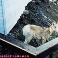 (068)班夫國家公園-硫磺山之洛磯山山羊(雪羊)