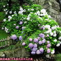 (086)鹿兒島-仙巖園之繡球花