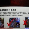 (063)布里斯本-龍柏百年無尾熊公園之中文解說