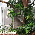 (036)台北市立動物園-無尾熊