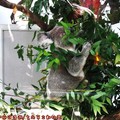 (038)台北市立動物園-無尾熊