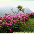 (065)金瓜石-豔紫杜鵑與基隆山