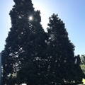 (042)維多利亞-省議會大廈週邊大樹