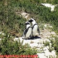(001)南非開普敦-企鵝生態保護區之黑腳企鵝