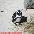 (006)南非開普敦-企鵝生態保護區之黑腳企鵝