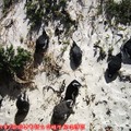 (007)南非開普敦-企鵝生態保護區之黑腳企鵝