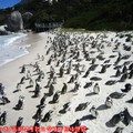 (008)南非開普敦-企鵝生態保護區之黑腳企鵝