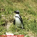 (010)南非開普敦-企鵝生態保護區之黑腳企鵝
