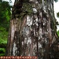 (104)太平山-翠峰湖環山步道之樹木附著地衣