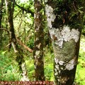 (106)太平山-翠峰湖環山步道之樹木附著地衣