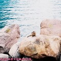 (027)班夫國家公園-露易絲湖之花栗鼠