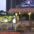 (075)2013台灣燈會在新竹-綠世界羊駝