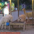 (076)2013台灣燈會在新竹-綠世界羊駝