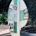 (023)布里斯本-南岸公園之瓦勒邁杉解說牌