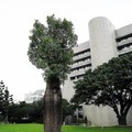 (026)台中科博館-昆士蘭瓶幹樹
