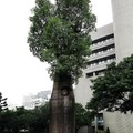(027)台中科博館-昆士蘭瓶幹樹
