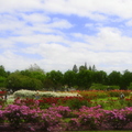 San Jose Rose Garden