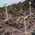 seeds & seedlings