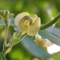 seeds & seedlings