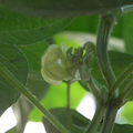 seeds & seedlings