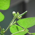 seeds & seedlings