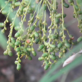 seeds & seedlings