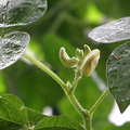 seeds & seedlings