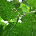 seeds & seedlings