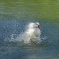 大白鴨洗浴的美姿