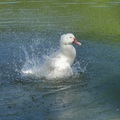 大白鴨洗浴的美姿