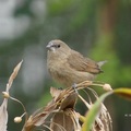 可愛的斑文鳥站在枝頭上，胸前有咖啡色邊魚鱗狀的羽毛。