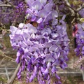 2021紫藤花