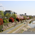 日本旅行6《 鴨川。鴨去京都 - 1