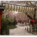 平野神社花時間