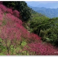 山櫻紅走向春天