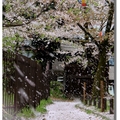 日本旅行5《讓人又愛又恨的春嵐 - 1