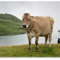 瑞士旅遊2《佛斯特滿山美牛，來玩超刺激滑板車 - 1