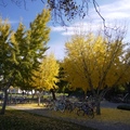 【最夢幻的秋季】－加州小鎮 Davis 2011 - 41